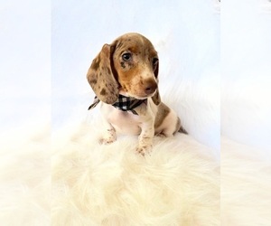 Dachshund Puppy for sale in DAVIS, CA, USA