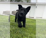 Small #1 Labrador Retriever Mix