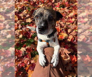 Chug Dogs for adoption in Bellevue, WA, USA
