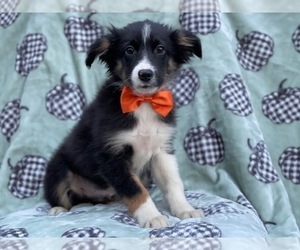 Australian Shepherd Puppy for sale in LAKELAND, FL, USA