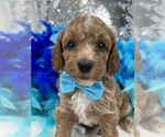 Small Photo #1 Poodle (Miniature) Puppy For Sale in BULLARD, TX, USA