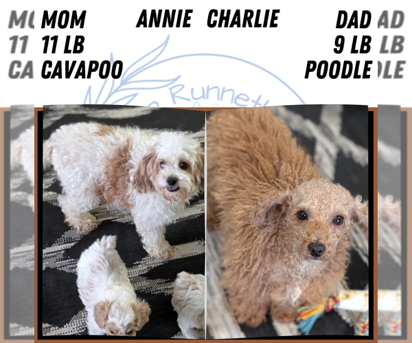 Medium Photo #6 Cavapoo (Miniature) Puppy For Sale in GOSHEN, IN, USA