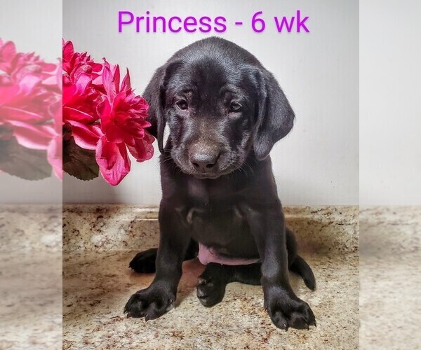 Medium Photo #1 Labrador Retriever Puppy For Sale in CATO, NY, USA