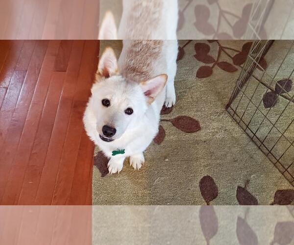 Medium Photo #4 Mutt Puppy For Sale in Bellevue, WA, USA