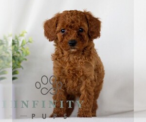 Goldendoodle (Miniature) Puppy for sale in NARVON, PA, USA