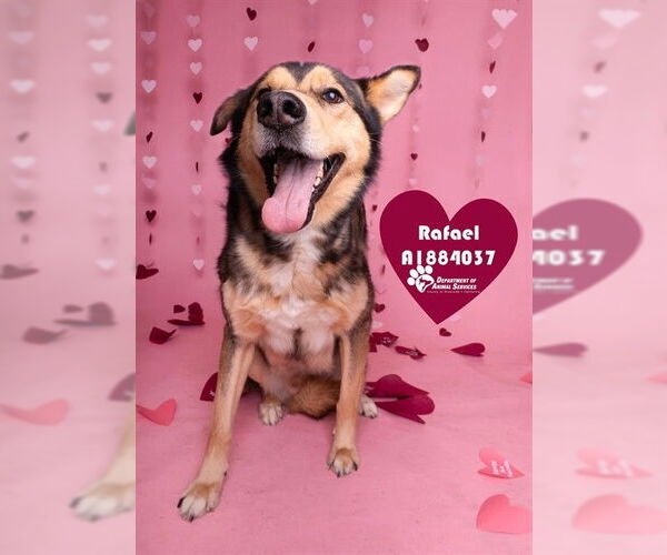 Medium Photo #2 German Shepherd Dog Puppy For Sale in Riverside, CA, USA