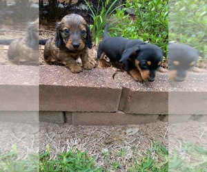 Dachshund Puppy for sale in SANDY HOOK, MS, USA