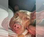 Small #3 American Pit Bull Terrier Mix