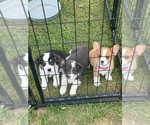 Small Photo #2 Pembroke Welsh Corgi Puppy For Sale in ATHENS, TX, USA