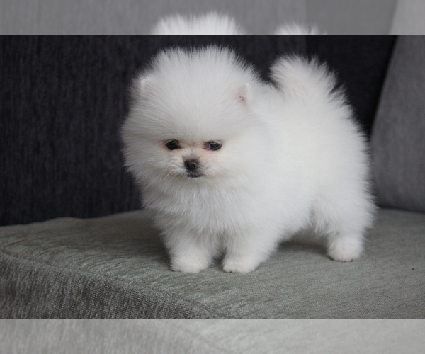 Medium Photo #6 Pomeranian Puppy For Sale in DALLAS, TX, USA