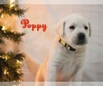 Small Photo #15 Labrador Retriever Puppy For Sale in LOGAN, UT, USA