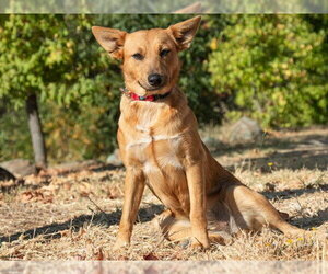 Mutt Dogs for adoption in San Andreas, CA, USA