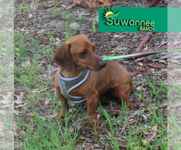 Medium Photo #4 Dachshund Puppy For Sale in LIVE OAK, FL, USA