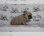 Small Photo #86 French Bulldog Puppy For Sale in TACOMA, WA, USA