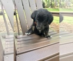 Small Photo #13 Gollie Puppy For Sale in SANTA ROSA BEACH, FL, USA