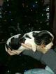 Small Photo #3 Cavalier King Charles Spaniel Puppy For Sale in HOHENWALD, TN, USA