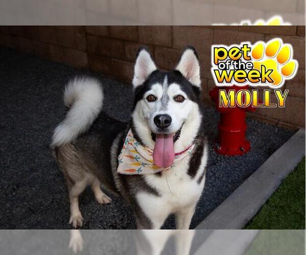 Medium Photo #2 Siberian Husky-Unknown Mix Puppy For Sale in Moreno Valley, CA, USA