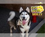 Small #1 Siberian Husky Mix