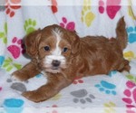 Small Photo #10 Cavapoo-Poodle (Miniature) Mix Puppy For Sale in ORO VALLEY, AZ, USA
