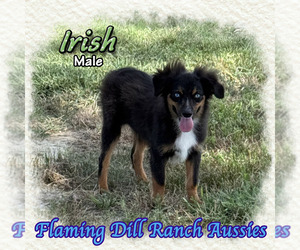 Miniature Australian Shepherd Puppy for sale in FORESTBURG, TX, USA