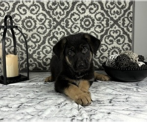 German Shepherd Dog Puppy for sale in FRANKLIN, IN, USA