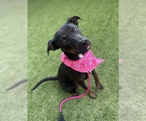 Doberman Pinscher-Labrador Retriever Mix Dogs for adoption in Baytown, TX, USA