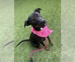 Small Doberman Pinscher-Labrador Retriever Mix