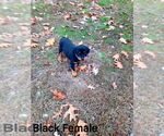 Small #3 Rottweiler