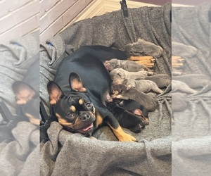 Mother of the French Bulldog puppies born on 01/18/2025