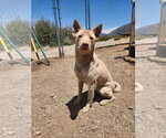 Small Photo #2 Australian Kelpie-Labrador Retriever Mix Puppy For Sale in Marina Del Rey, CA, USA