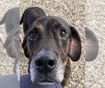 CLYDE - Male Labrador Retriever Dog for Adoption - Small photo
