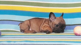 French Bulldog Puppy for sale in WESTON, FL, USA