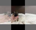 Small #4 Brussels Griffon