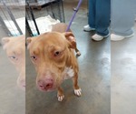 Small #2 American Bulldog-Labrador Retriever Mix