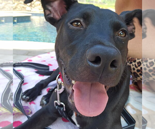 Medium Photo #6 Labrador Retriever-Unknown Mix Puppy For Sale in Rockaway, NJ, USA