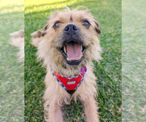 Medium Photo #5 Mutt Puppy For Sale in Corona, CA, USA