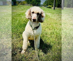 Poodle (Standard) Dogs for adoption in Pacolet, SC, USA