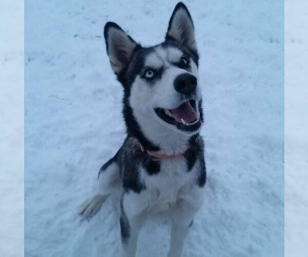 Medium Photo #1 Siberian Husky Puppy For Sale in Randleman , NM, USA