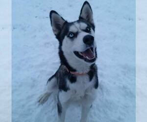 Siberian Husky Dogs for adoption in Randleman , NM, USA