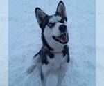 Small Siberian Husky