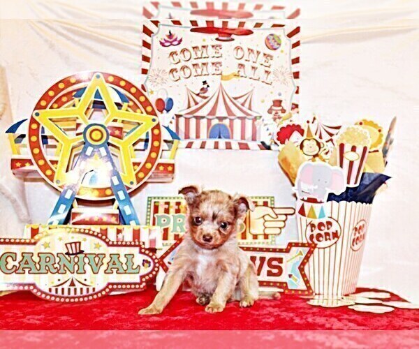 Medium Photo #9 Chihuahua Puppy For Sale in CHARLESTON, AR, USA