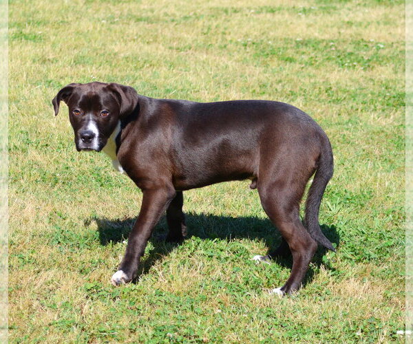 Medium Photo #1 Pointer-Unknown Mix Puppy For Sale in Grovetown, GA, USA