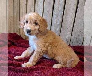 Goldendoodle-Poodle (Miniature) Mix Puppy for sale in STANLEY, WI, USA