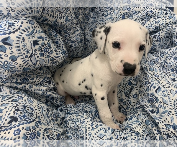 Medium Photo #2 Dalmatian Puppy For Sale in MERRITT IS, FL, USA