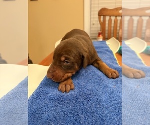 Doberman Pinscher Puppy for sale in PECK, KS, USA