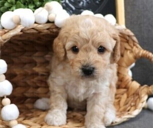 Cavapoo Puppy for sale in JONES, MI, USA
