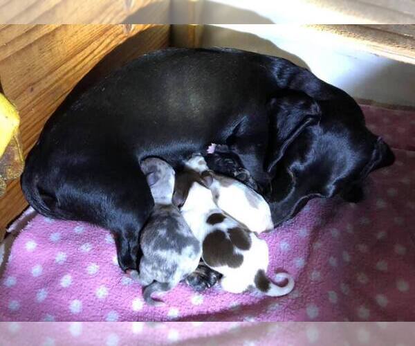 Medium Photo #13 Dachshund Puppy For Sale in LAKEBAY, WA, USA