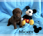 Small Photo #1 Labrador Retriever Puppy For Sale in VONA, CO, USA
