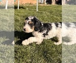 Small Photo #6 Miniature Bernedoodle Puppy For Sale in LONGMONT, CO, USA