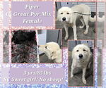 Small #1 Great Pyrenees Mix